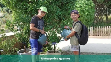 Arrosage des agrumes