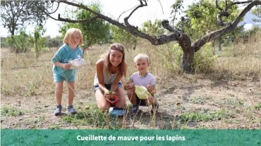 Cueillette de mauve pour les lapins