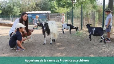Apportons de la canne de Provence aux chèvres