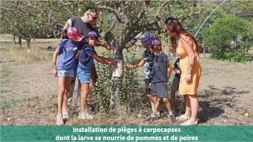 Installation de pièges à carpocapses dont la larve se nourrie de pommes et de poires