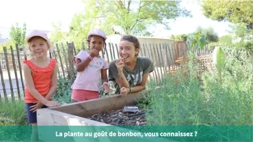 La plante au goût de bonbon, vous connaissez ?