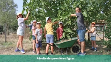 Récolte des premières figues