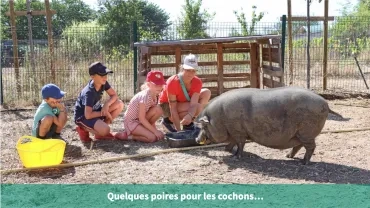 Quelques poires pour les cochons