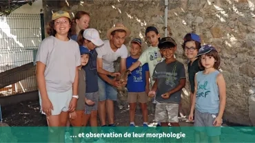 ... et observation de leur morphologie