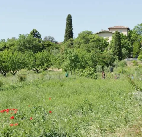 Vue de l'Écolothèque avec des herbes hautes et des coquelicots