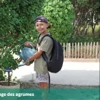 Arrosage des agrumes